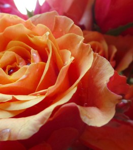 red wet flower cascais