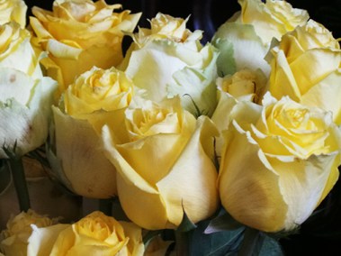 yellow roses-z