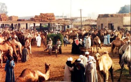 EGYPT-cairo-imbaba-green-camels