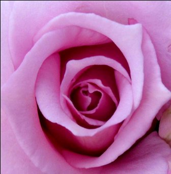 HKU ROSES-JULY 2013 031s3 (1)